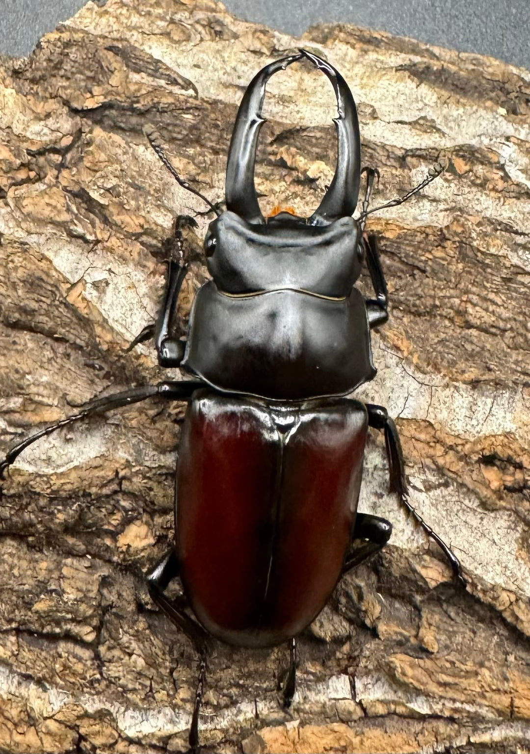 【WD】《チベット産 ドンキエルコクワ原名亜種 57mm ♀B品ペア》