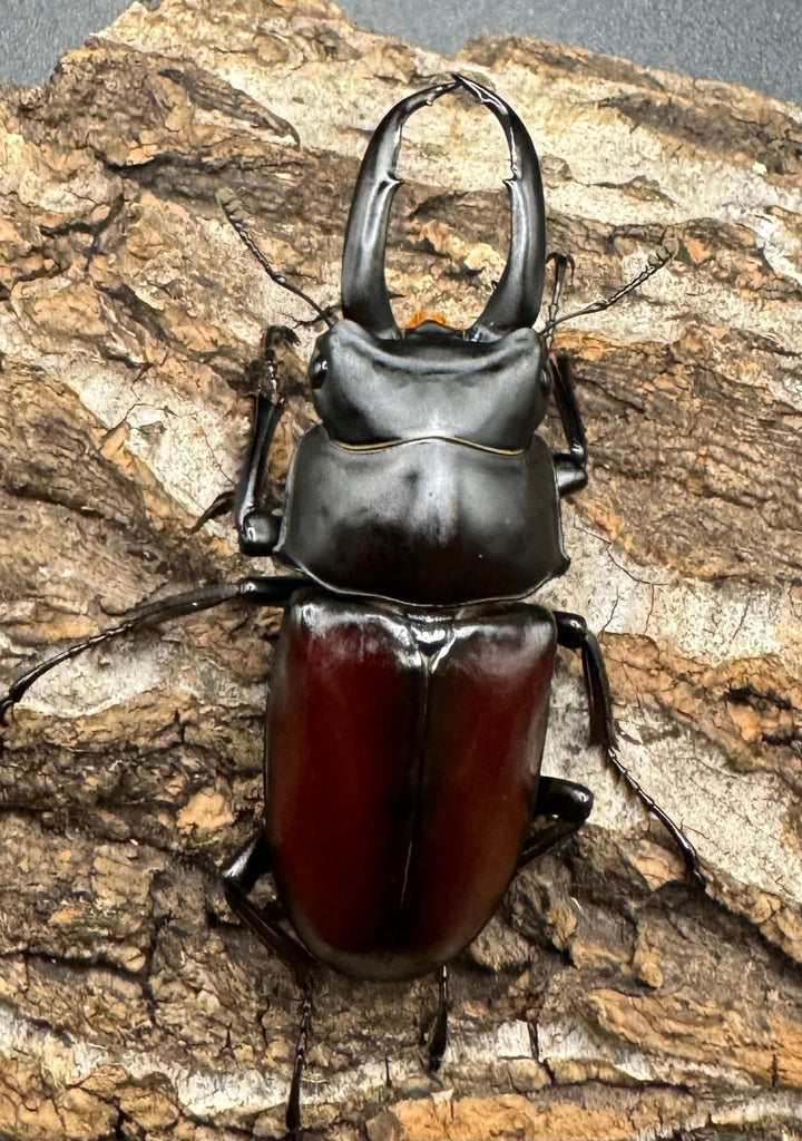 【WD】《チベット産 ドンキエルコクワ原名亜種 57mm ♀B品ペア》