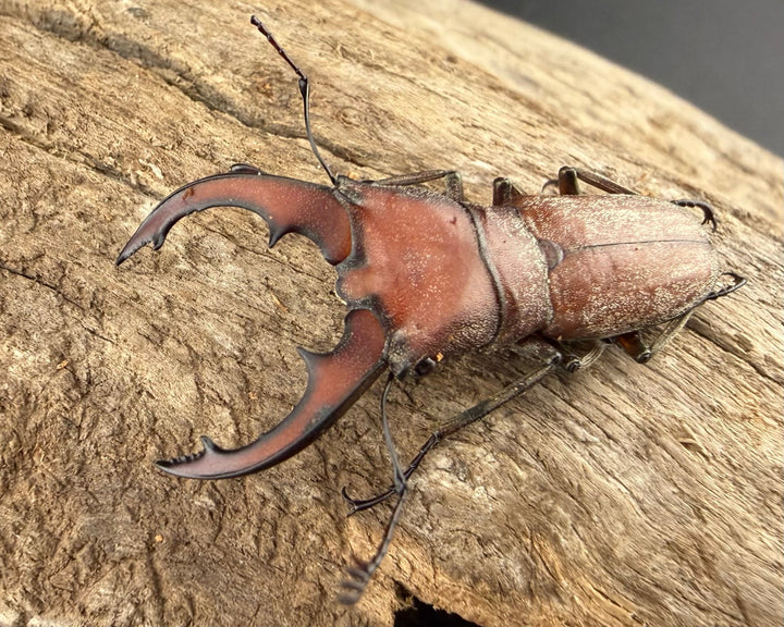 【WD】《スズムラホソアカ ロハス産 36mm A’品ペア》