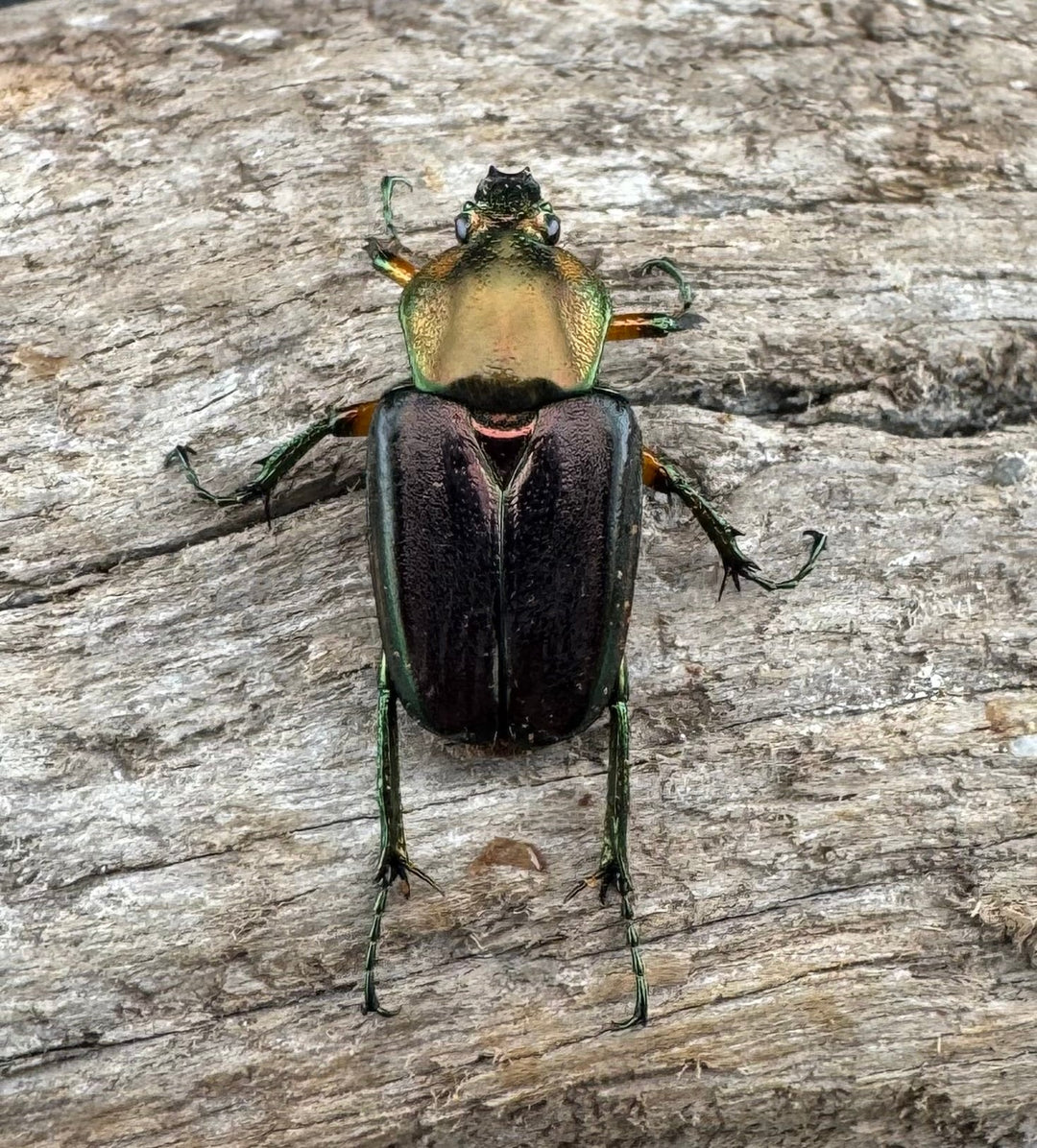 【WD】《ホウデンヒメカブトハナムグリ Free ペア》