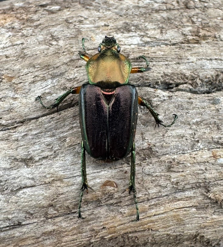 【WD】《ホウデンヒメカブトハナムグリ Free ペア》