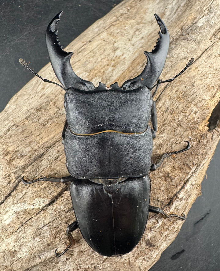 【WD】大型《カシブヒラタクワガタ 88mm ペア》