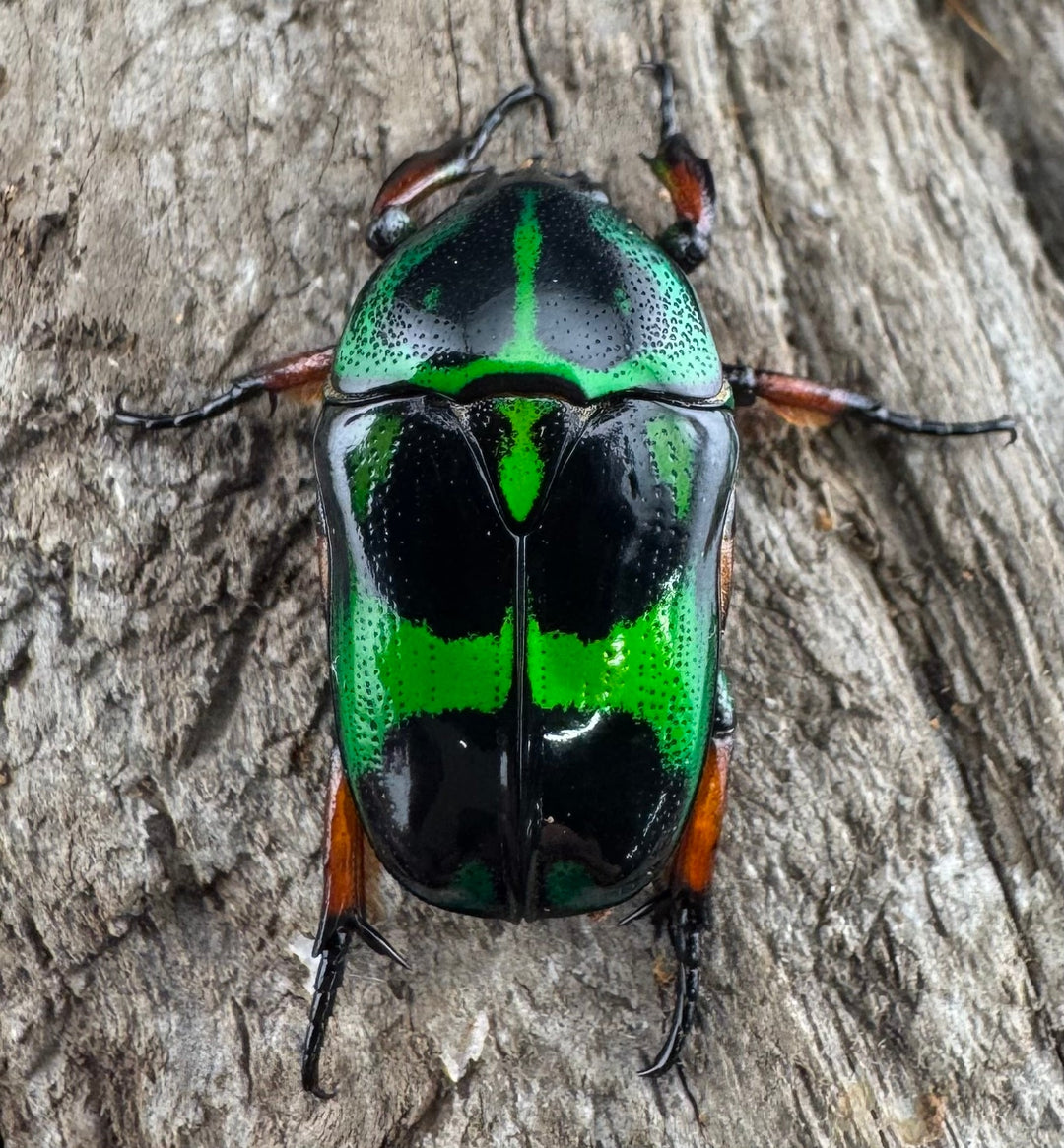 【WD】《マックレーツヤカナブン パラワン産  ペア》