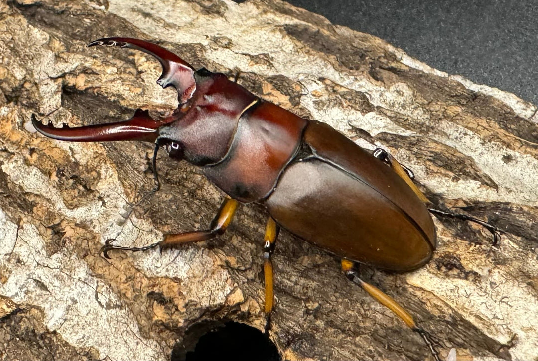 【WD】《アスタコイデスノコギリ ベンクール産 48mm ペア》