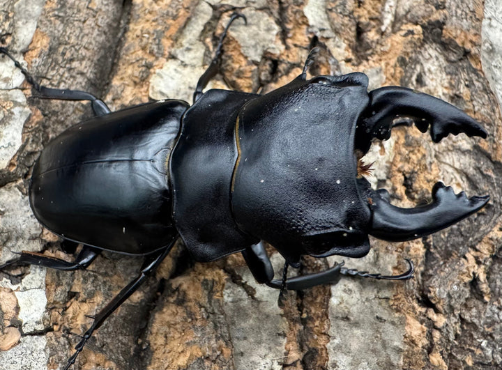 【WD】《スティーブンスツヤクワガタ原名亜種 73mm B品ペア》