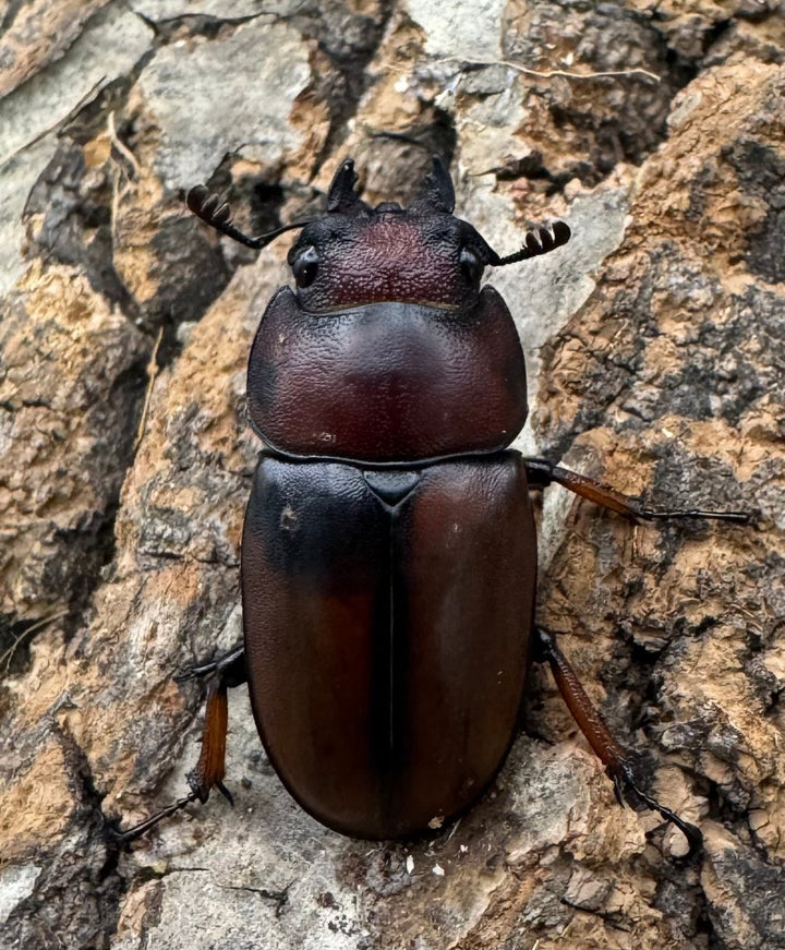 【WD】《アスタコイデスノコギリ ベンクール産 65mm ペア》