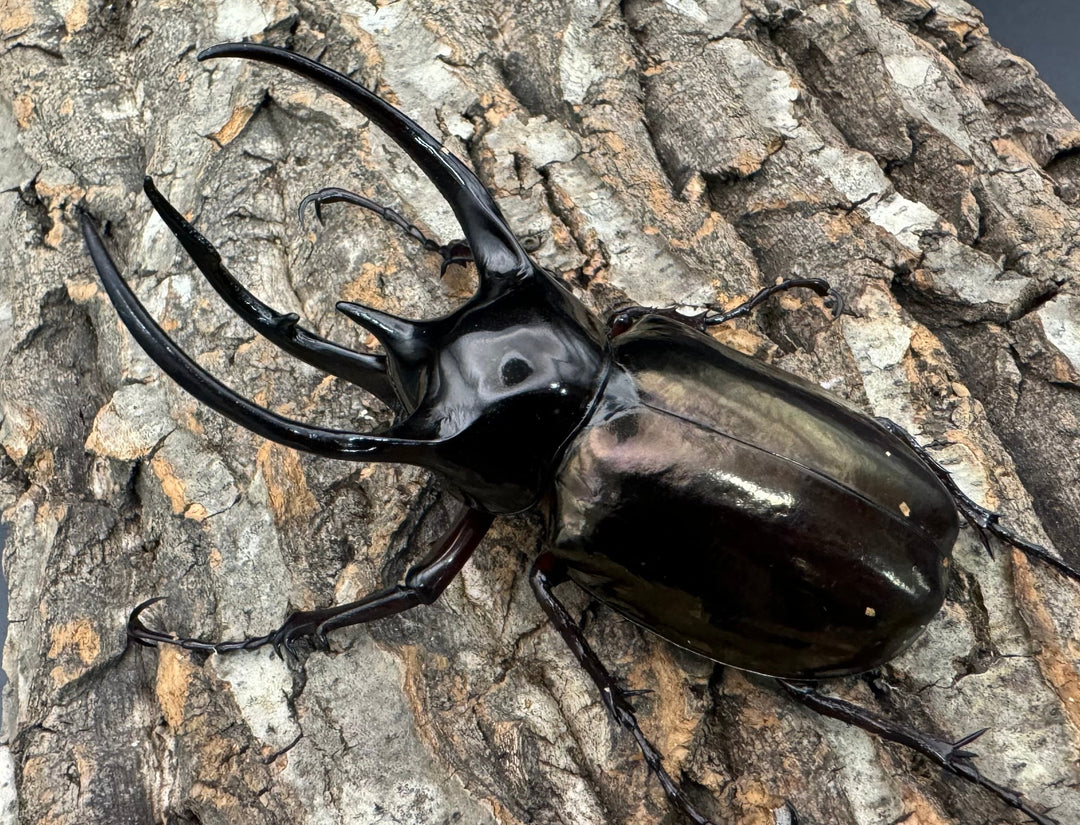 【WD】《ジャワコーカサスオオカブト 103mm ペア》