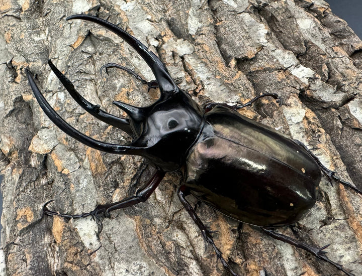 【WD】《ジャワコーカサスオオカブト 103mm ペア》