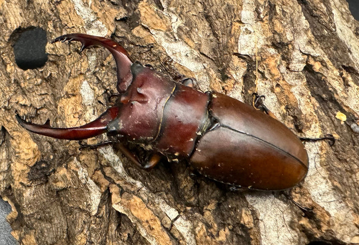 【WD】《アスタコイデスノコギリ 西ジャワ産 62mm ペア》