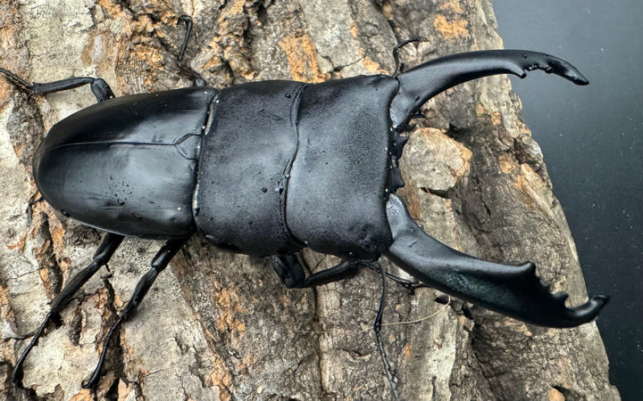 【WD】ロングホーン《南カマリネスヒラタ 90mm ペア》