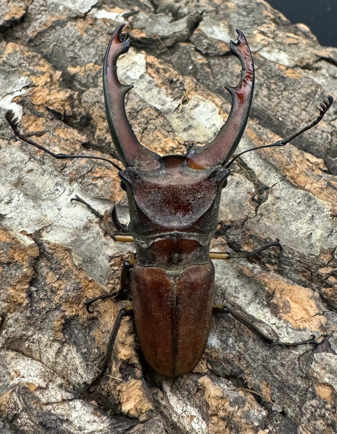 【WD】《ズベールホソアカ 55mm ペア》