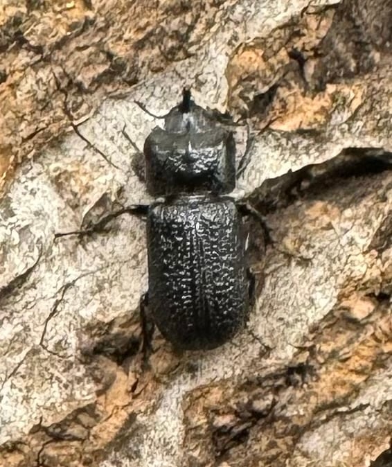 【WD】《ウンナンイッカククワガタ ペア》