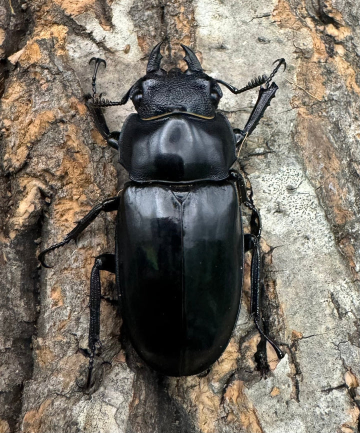 【WD】《セアカフタマタ（パリーフタマタ） 81mm A'品ペア》