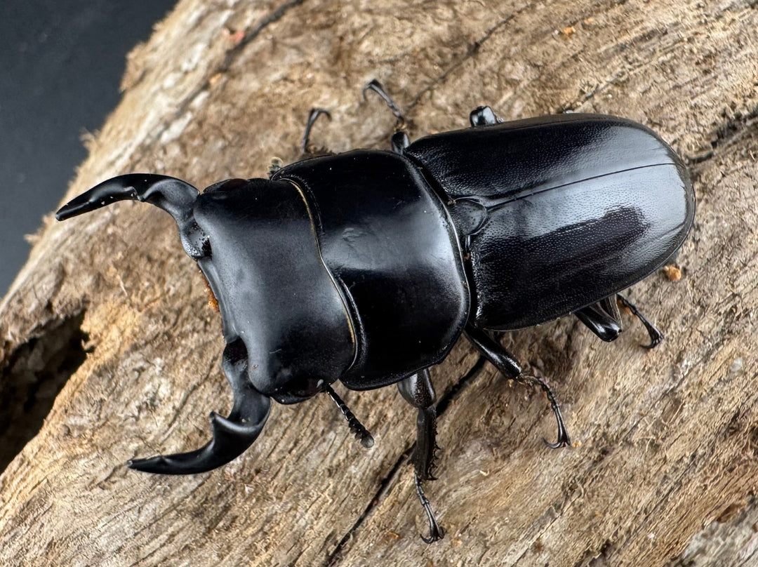 【WD】希少産地《ヤクシャオオクワ亜種gracilicornis 39mm ペア》