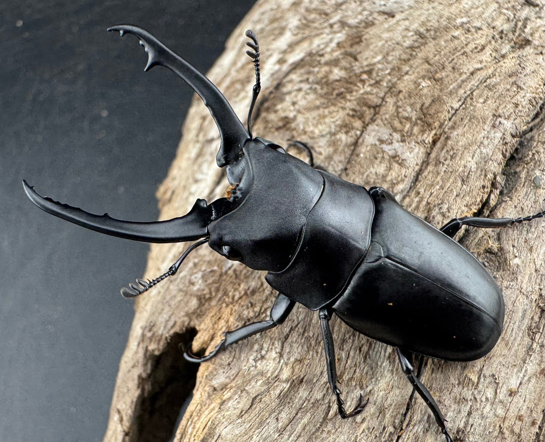 【WD】《ポレクトゥスノコギリクワガタ 海南省産 49.5mm ペア》