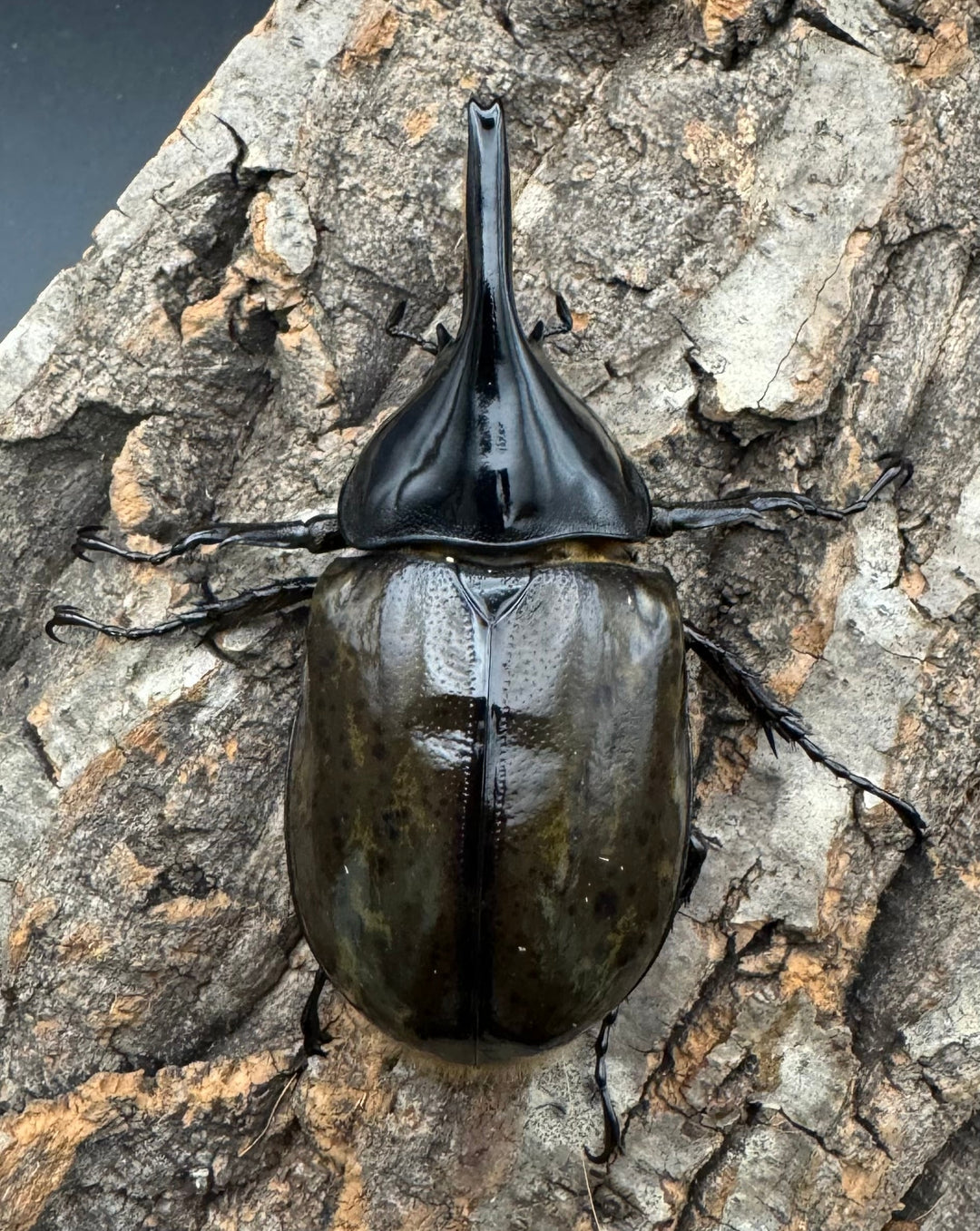 《マヤシロカブト 77mm ペア》