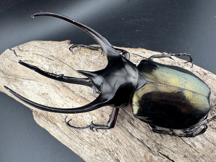 【WD】良型《ジャワコーカサスオオカブト 106mm ペア》