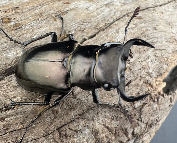 【WD】《ミンイミヤマクワガタ 32mm ペア》