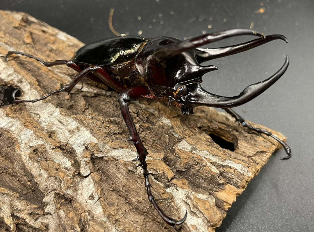 【WD】《イフガオアトラス 80mmUP ペア》