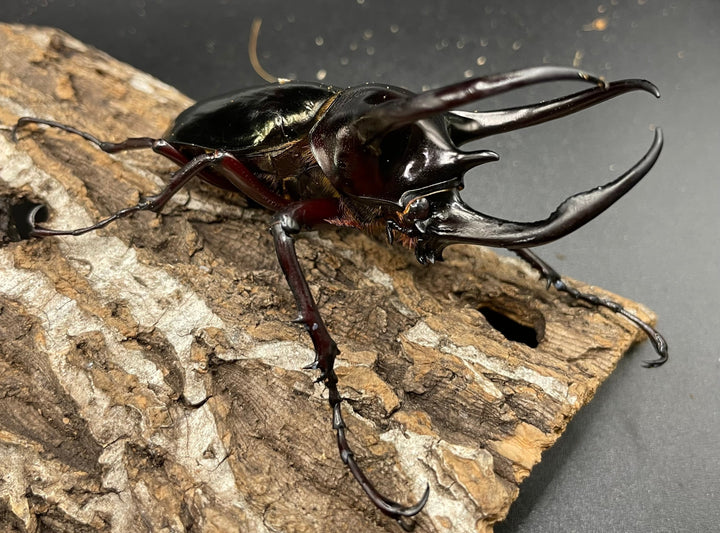 【WD】《イフガオアトラス 80mmUP ペア》