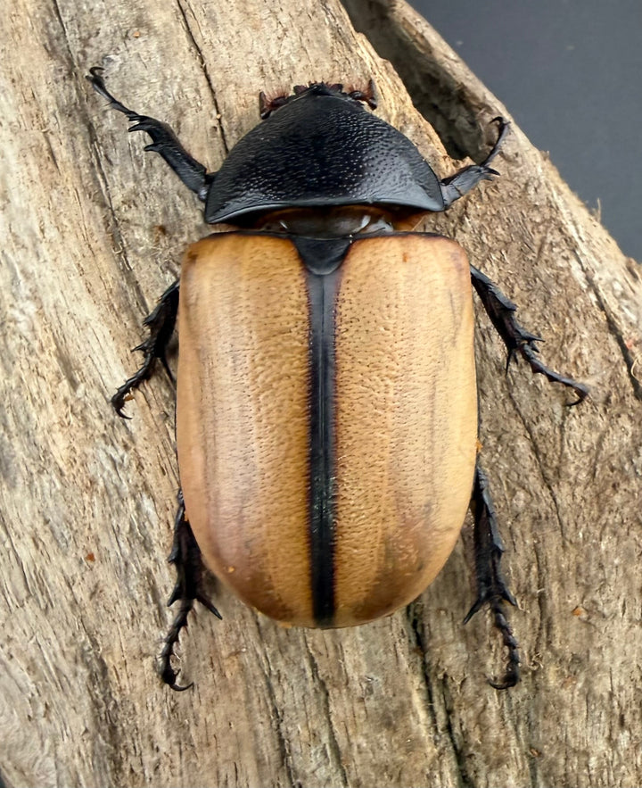 【WD】《ゴホンツノカブト原名亜種 タイ産 76mm ペア》