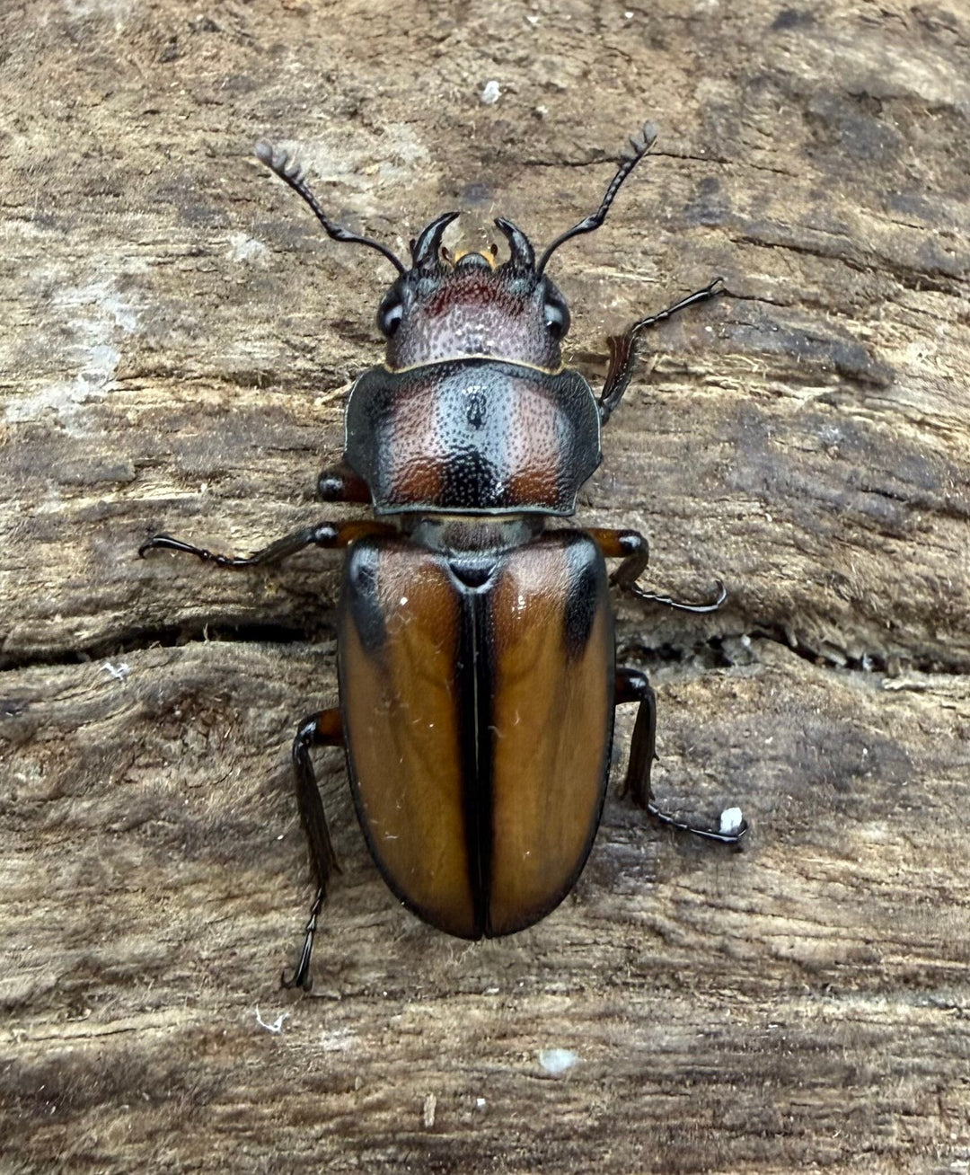 【F0】《エルサホソアカ 剣河県産 37mm ♂♀♀トリオ》