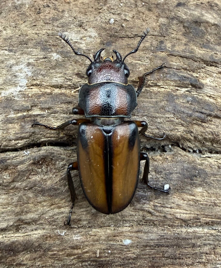 【F0】《エルサホソアカ 剣河県産 37mm ♂♀♀トリオ》