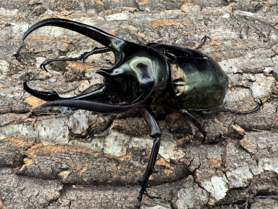 【WD】《ミンダナオアトラスオオカブト 97mm ペア》