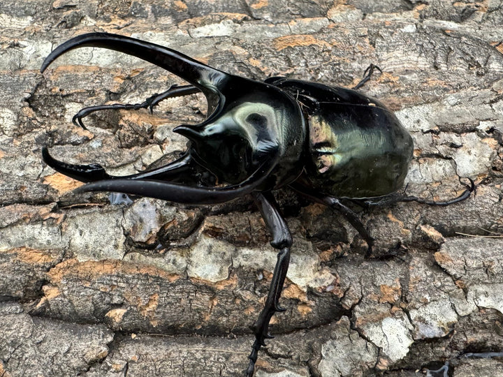 【WD】《ミンダナオアトラスオオカブト 97mm ペア》