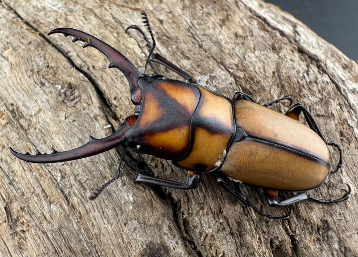 【WD】《スツラリスノコギリ 海南省産 38.5mm ペア》