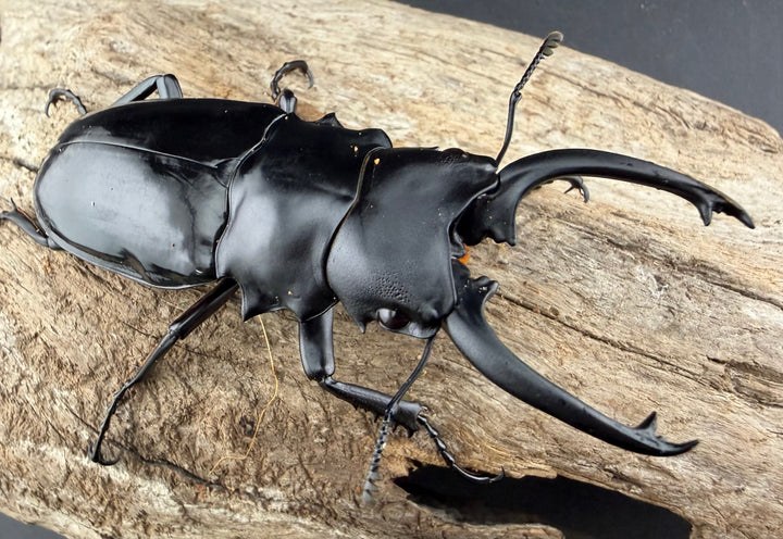 【WD】《ダールマンツヤクワガタ亜種セレベンシス 82mm ペア》