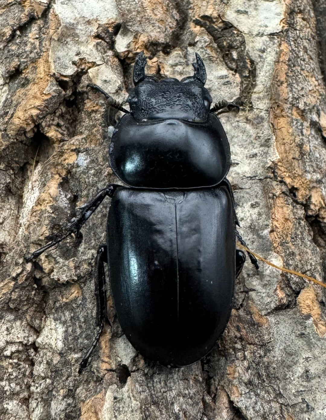 《インドアンタエウス タイガーヒル産 72mm ペア》