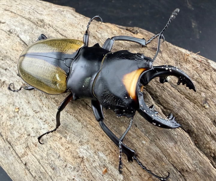 【WD】《ラコダールツヤクワガタ 66.5mm ペア》