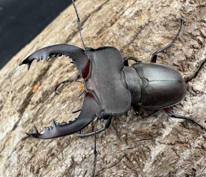 【WD】《クラッペリッヒミヤマ 42mm ♀脚黄紋 ペア》