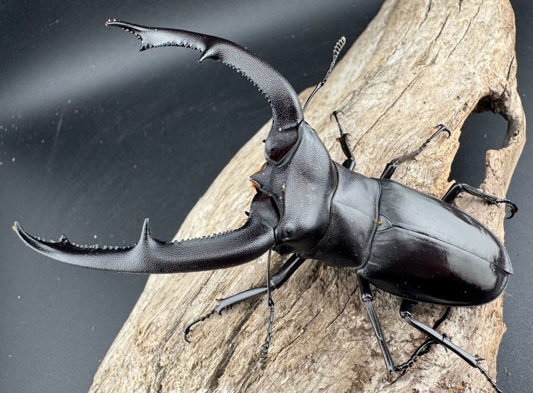 【WD】《マンディブラリスフタマタ 95mm ペア》