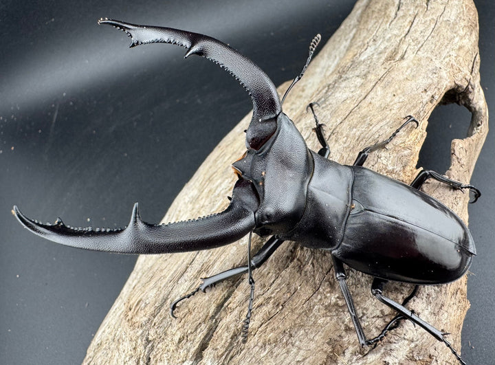 【WD】《マンディブラリスフタマタ 95mm ペア》