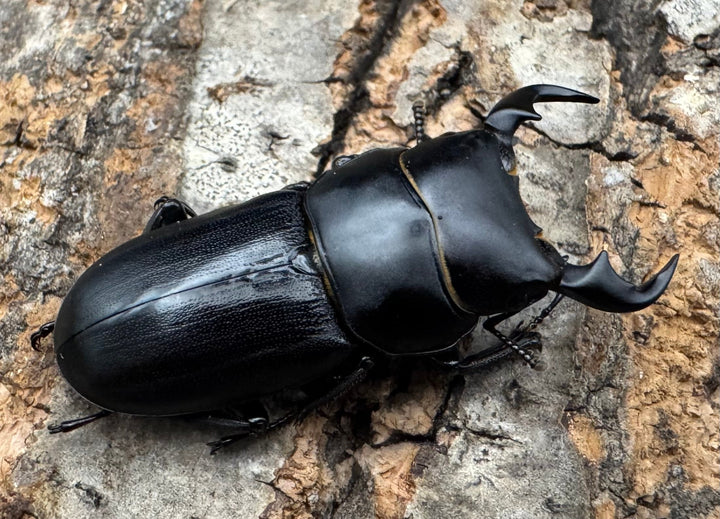 【WD】《ドルクス メンシウス 35ｍｍ ペア》