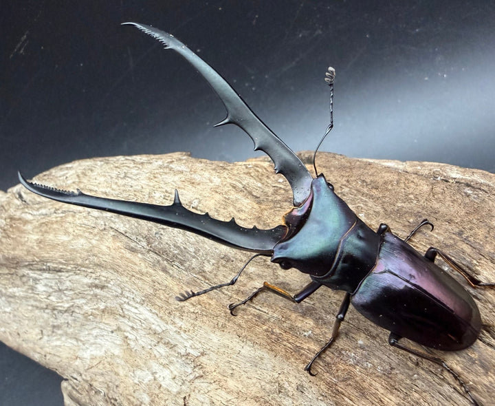 《メタリフェルホソアカ亜種フィナエ パープル系 78.5mm ペア》