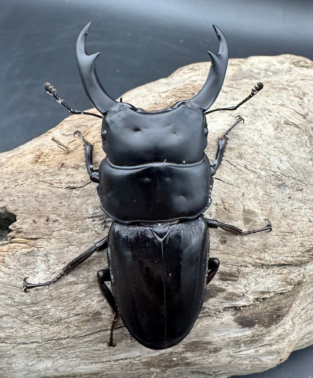 【WD】《パリーオオクワ パロロ パル産 69mm ペア》