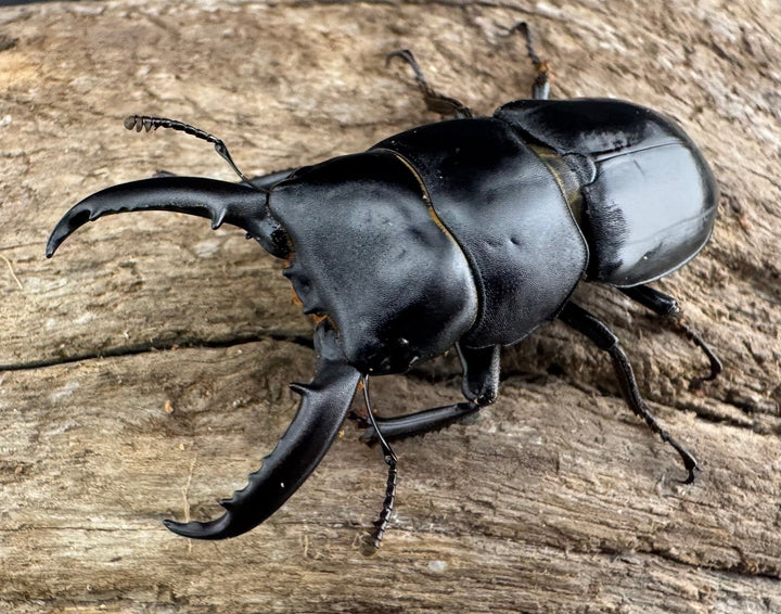 【WF11】《チョウセンヒラタ 43mm ペア》