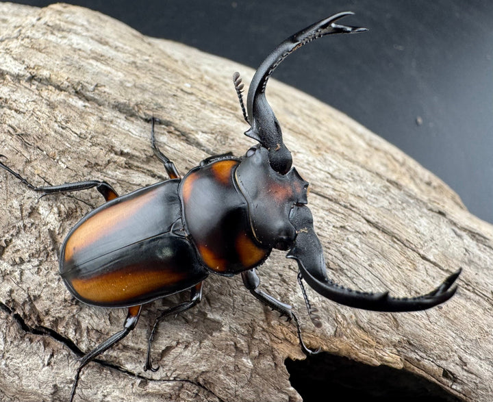 【WD】《スペキオススシカクワガタ 50mm ペア》