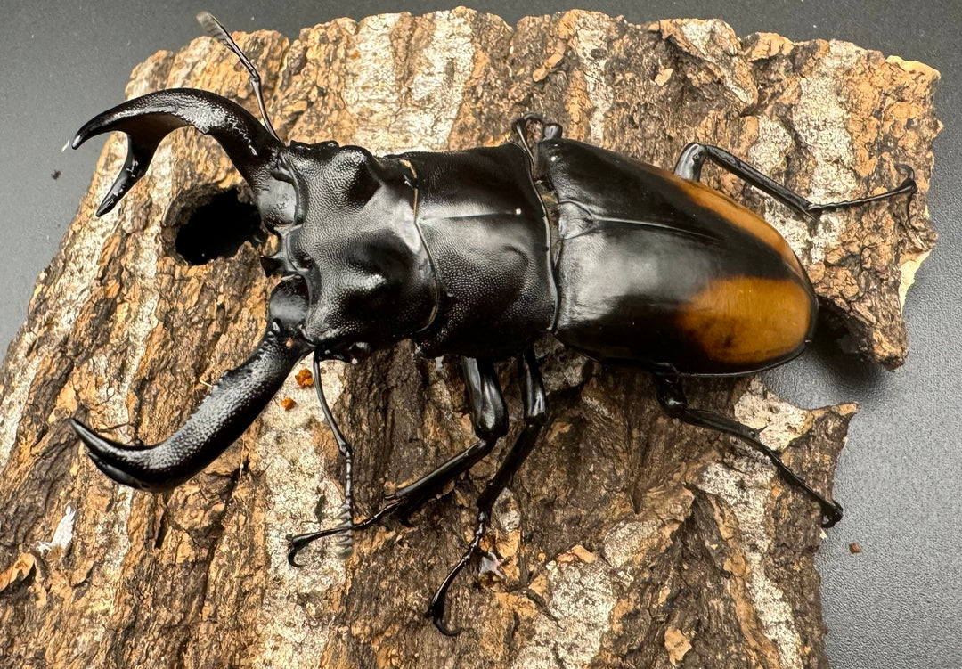 【WD】《セアカフタマタ（パリーフタマタ） 80.5mm ペア》