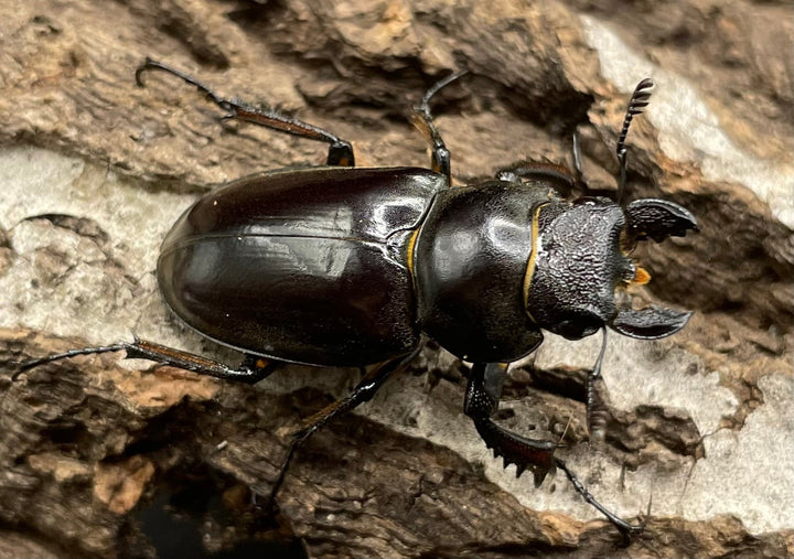 【WD】2018新種記載《ジュシャンミヤマ ♀単》