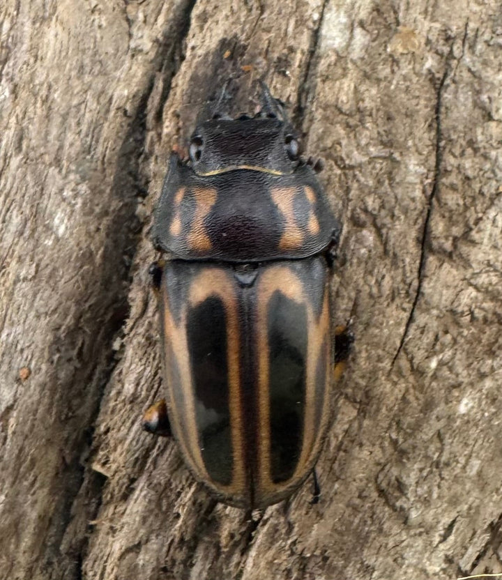 【WD】《ゼブラノコギリクワガタ原名亜種 33.5mm ペア》