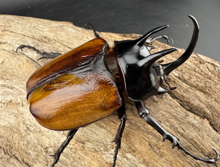 【WD】《スキットゴホンツノカブト 65mm ペア》