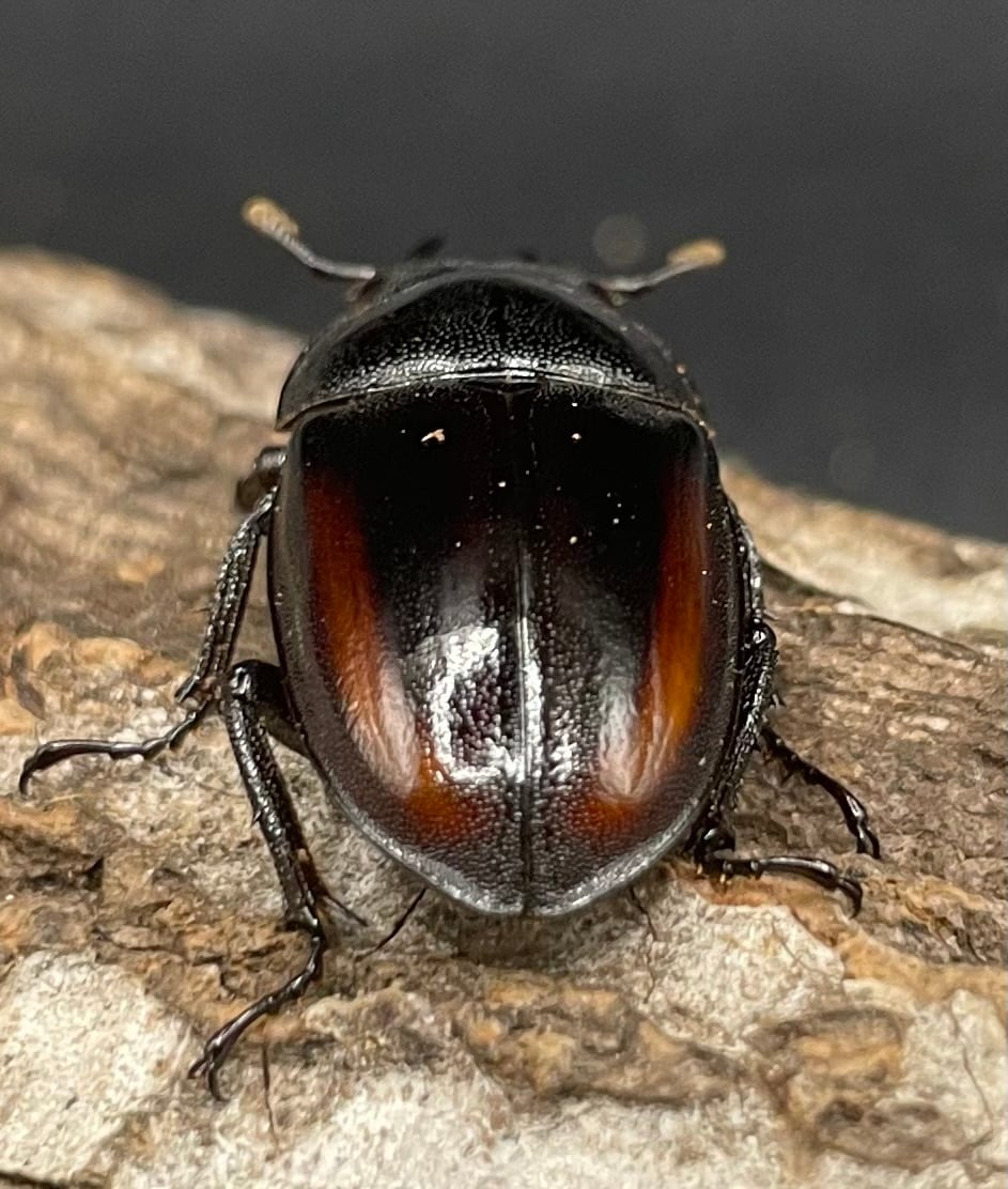 《レニノコギリ 紋あり 56mm ペア》