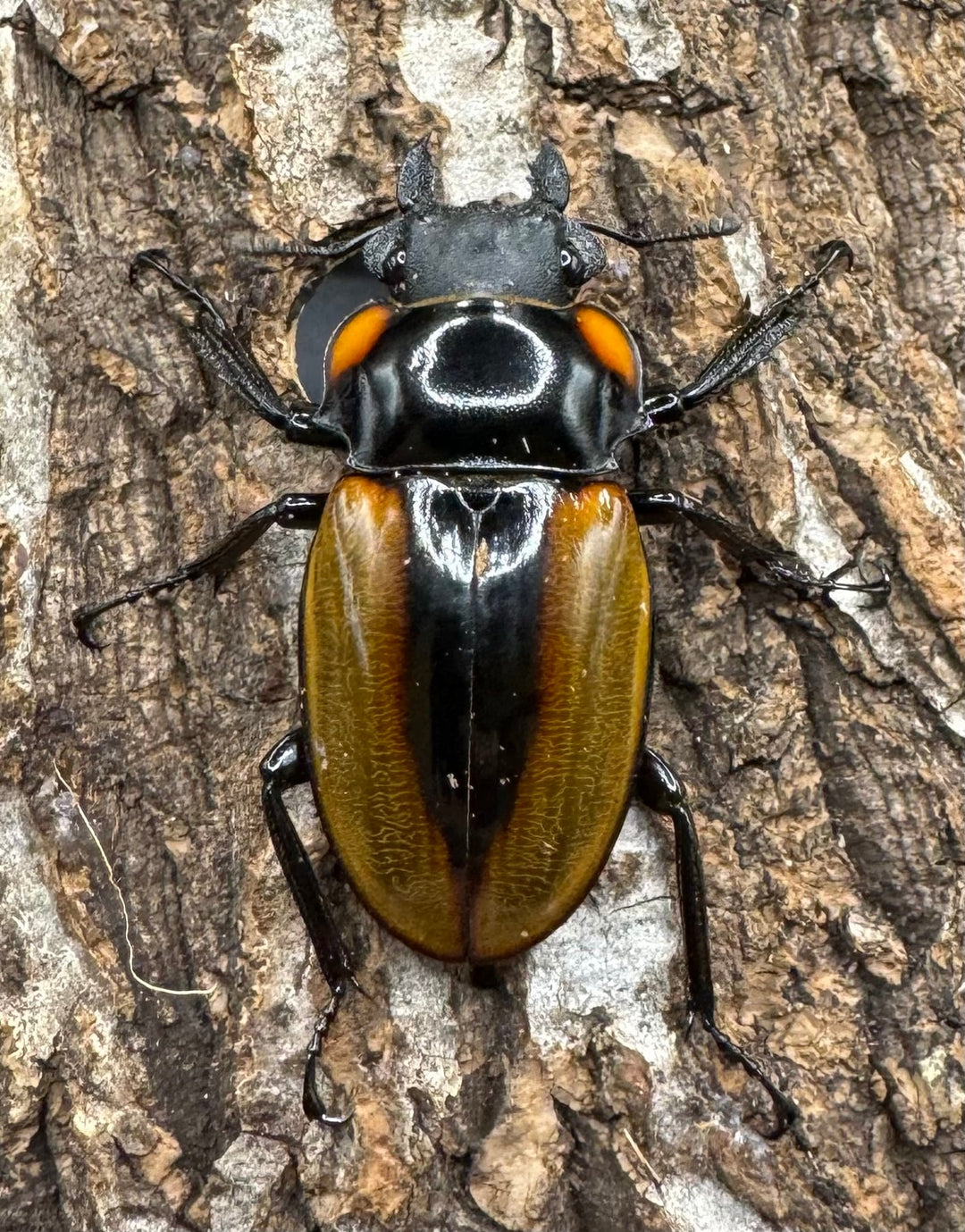 【WD】《ラコダールツヤクワガタ アチェ産 63mm ペア》