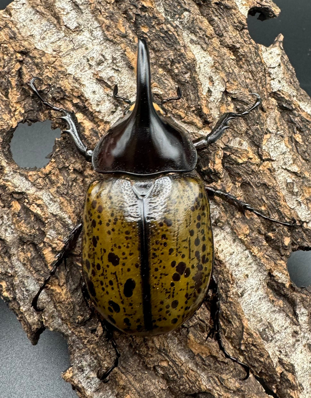 【WF2】《モロンオオカブト 69mm ペア》