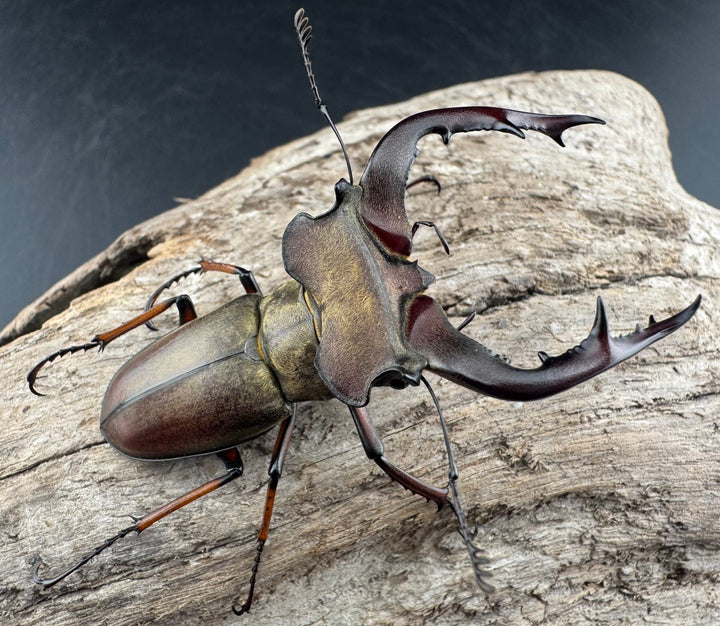 【WD】《グラディウスミヤマ 60.5mm ペア》