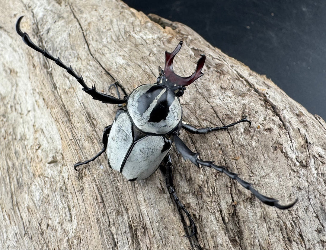 【WD】《アダムスツノハナムグリ Free ペア》③